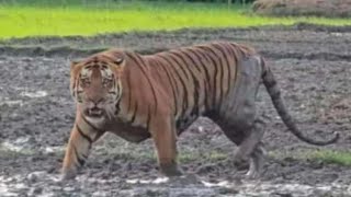 নগাওঁ ত পথাৰত মুকলি ভাবে বাঘৰ বিচৰণ  #tiger #TigerAttack #nagaon #nagaonassam