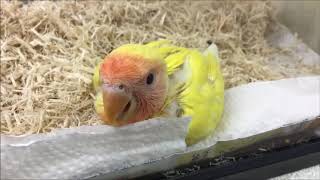 ペットプラザ一宮店　コザクラインコ