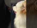 今日も楽しくお散歩開始だよー dogs 犬 いやしわんこ おさんぽ 北国 shorts