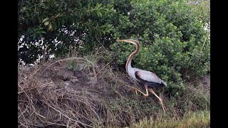 大鵬灣畔的紫鷺Ardea purpurea manilensis  （2022 02 07）