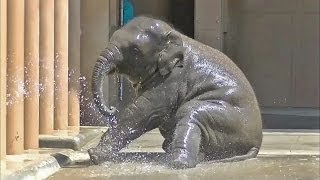 子供ゾウの水浴び part1（名前はさくら）/ 東山動物園