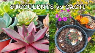 The Difference Between Succulents \u0026 Cacti