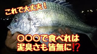 旧江戸川下流域で釣れたキビレを美味しく食べる❗見た目は綺麗な魚ですが…