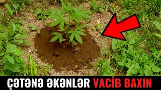 Həyətində Çətənə Əkənlər VACİB BAXIN!