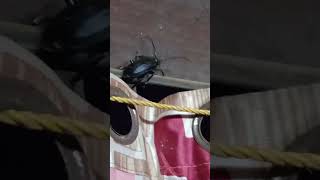 കൊമ്പുള്ള ജീവി ( Beetle ) #insects