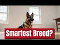 Unleashing the Intelligence of the German Shepherd | German Shepherd Dog | Dog Training