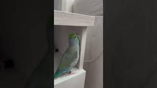 #parrot #papagal #birds #forpus #pets #funnyparrot #birdslover #pacificparrotlet #funnyvideo