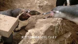 【ペンギン】サラミちゃんのおねだり（伊勢シーパラダイス／水族館）