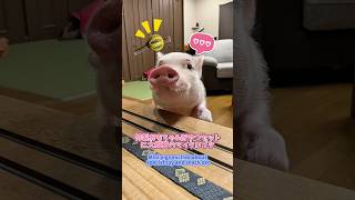 特製おもちゃ\u0026おやつセットに大興奮のマイクロブタ Mini pigs excited about special toy and snack set #マイクロブタ #minipig #pig