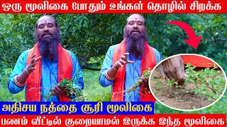 ஒரு மூலிகை போதும் உங்கள் தொழில் மேம்பட  | பணம் வீட்டில் குறையாமல் இருக்க | அதிசய நத்தை சூரி மூலிகை