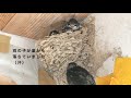 swallows 5 chicks in the nest day19 jpn