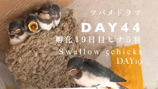 ツバメドラマ)【孵化19日目】ヘビ襲撃1羽お空に行った翌日/1羽巣立ちました/ママの攻撃 /Swallows 5 chicks in the nest!! DAY19