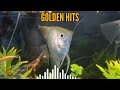 golden hit back oldies but goodies medley cha cha nonstop disco remix