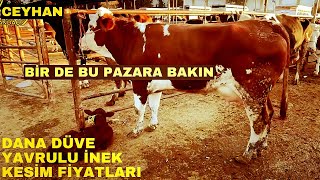 15 OCAK 2025 CEYHAN BÜYÜKBAŞ HAYVAN PAZARI #inek #hayvanpazari #simental #holstein #dana #buzağı