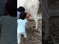 ದೇಸಿ ಆಕಳ ಹಾಲು with cow trying to touch cow so beautiful 😍🥰 wait for end it is so funny