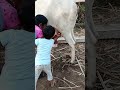 ದೇಸಿ ಆಕಳ ಹಾಲು with cow trying to touch cow so beautiful 😍🥰 wait for end it is so funny