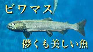 琵琶湖のサケ！ビワマスの産卵を観察しに行こう！！【ガサガサ】【ビワマス】