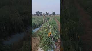 tomato farm, farming ,kissan, tamatar ki kheti ,high tech farming