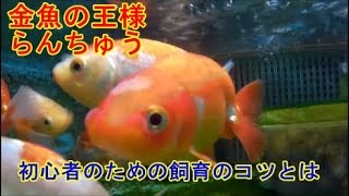 金魚の王様らんちゅう飼育のコツ