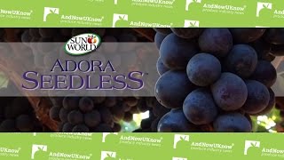 AndNowUKnow - Sun-World Adora Seedless - Behind the Greens