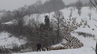 Păstorit în IARNĂ (lupta albă) cu ciobanul ILIE | OILE și CÂINII lui Achim Ilie din REMECIOARA MM