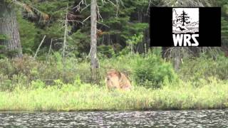 Video 1: Eastern Wolf (Canis lycaon) food caching, Algonquin Provincial Park, Ontario, Canada.