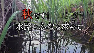 のんびり鮒釣り 秋の用水路は小物釣りがおもしろい 【霞ヶ浦】 かんたん仕掛けで釣りに行こう！