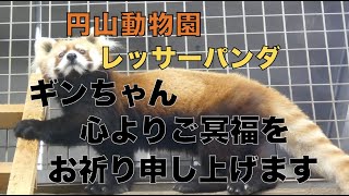 【円山動物園レッサーパンダ】ギンちゃん今までありがとう 心よりご冥福をお祈り申し上げます