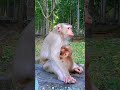 Very Young Mom Carefully Take Care & Breastfeed Her Lovely Baby Monkey #shortsvideo #viralvideo