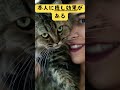 世界で一番お金持ちのネコは、、猫に関するおもしろい雑学＃３ 猫 猫好き 雑学