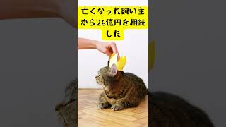 世界で一番お金持ちのネコは、、猫に関するおもしろい雑学＃３ #猫 #猫好き #雑学