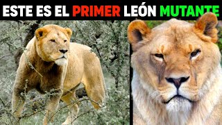 LEÓN MUTANTE ENCONTRADO EN EL CRÁTER DE NGORONGORO | León Kalamas