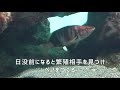 ペインテッドコンバー／水族園スタッフ 一推しの生き物