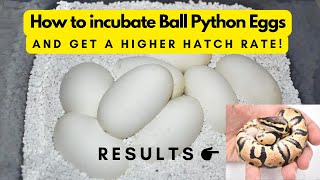 How to Incubate Ball Python Eggs (without killing them!)