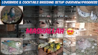 Lovebirds & Cocktails Breeding Progress | Breeding Setup Overview | Amazing Breeding results #birds