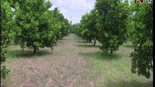 On The Farm: Challenges of orange farming in Teso