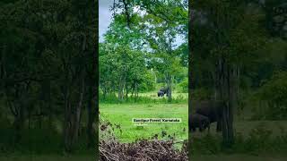 A journey through the Bandipur Forest,Karnataka| Elephant| ബന്ദിപ്പൂർ കടുവാ സങ്കേതത്തിലൂടെ ഒരു യാത്ര