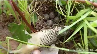 Cambodia Awesome Quick Bird Trap & Easy Deep Hole Using PVC And Car Tire - How To Make Quail Traps