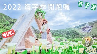 2022 竹子湖-海芋季-開跑囉｜歐式風格海寓木屋及花朵鞦韆｜名陽匍｜大賞園｜財福 ｜芋見小路｜頂湖環狀步道｜海芋賞花步道 ｜海芋大道｜陽明山｜柯基｜妞妞｜愛七逃｜傑瑞的旅遊筆記｜發現台灣之美