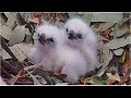 WBSE ~ Lady Feeds Her Two Gorgeous White Fluff Balls Breakfast! 🐥🐥 Morning Duet With Dad ♫ 8.9.24