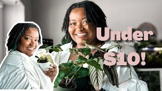 PLANT HAUL | Housplants Under $10 + plant shopping + rare aroids