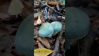 #mushroom #forest #amazingmushroom #nature #caucasus #wildlife #amazing