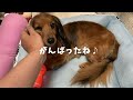 サマーカットしたらまるで子犬みたい💕【カニンヘンダックスフンド】