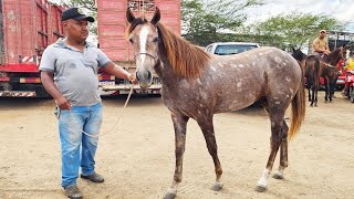 FEIRA DE  CAVALOS EM CACHOEIRINHA-PE 27-02-2025 #nordeste