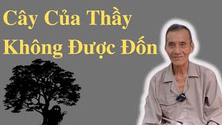 Ông Út Kể Chuyện Hay Cây Của Thầy Không Được Đốn | Ông Út Kể Chuyện