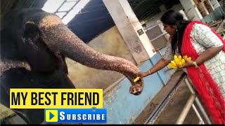 ಆನೆ ಹೇಗೆ ತಿನ್ನುತ್ತಿದೆ ನೋಡಿ ಕಾಡಿನಲ್ಲಿ ಆನೆ ನೋಡಿ,  Elephant of Kateel Temple. Mangalore Temples.