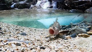 Gopro sink and fish in a beautiful mountain stream in the mountains…