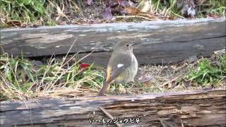 神戸市立森林植物園でバードウォッチング②　2015. 02.06-02.07