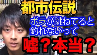 【高橋優介】『都市伝説』ボラが跳ねてると釣れないって本当？