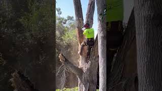 Backyard Crane Removal #tree #Highqualitytreework